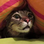 Help Lanarkshire cats keep calm and carry on this firework season