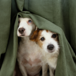 Get your dog ready for firework season with The Avenues Vets’ advice