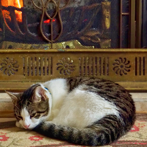 14 pre-winter checks all cat owners should do