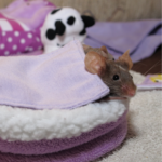 How cold is too cold and more winter care tips for pet mice and rats