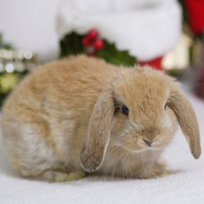 Rabbits and Christmas – avoid these common mistakes