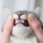 80% of cats in Lanarkshire will suffer from gum disease by the age of three