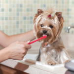 Vet Nicola Armstrong recommends six dental checks every dog owner should be making