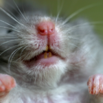 Avenues Vets share dental care tips for small furry pets