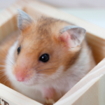 Vets in Glasgow talk mites, lice, and other parasites on small furry pets