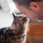 Top tips for adopting an older cat in Lanarkshire