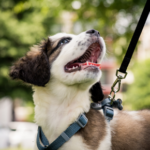 Vet Nurses in Glasgow share their go-to puppy care tips