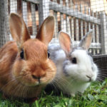 How to spot a lonely rabbit with Nicola’s advice