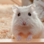 Know the signs of these six common hamster illnesses