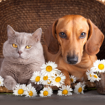 Why pet insurance is a wise investment for pets in Lanarkshire