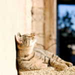 Vet Nicola has advice for cat owners about heatstroke