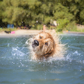 Dos and Don’ts for your dog when it’s hot in Lanarkshire
