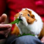 Our Head Nurse Linsey discusses guinea pig care