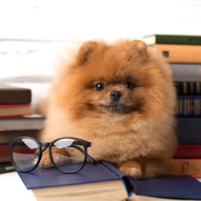 How clever is your dog? Avenues Vets can help you find out