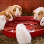 Vet Nicola Armstrong discusses why guinea pigs need companions