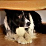 Avenues Vets helps owners understand firework-driven noise phobias in dogs