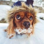 5 common canine conditions we treat in winter at Avenues Vets
