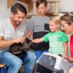 Valuable advice for cat adoption in 2024 from Avenues Vets
