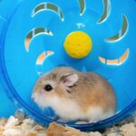 Learn how to exercise your small furry pets with Avenues Vets