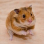 Nicola’s pregnancy advice for hamsters, guinea pigs and other small furries