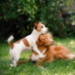 Vets in Glasgow share vital vaccination advice for dog owners