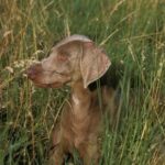 Vet Nicola Armstrong answers FAQs on ticks and the health threat to dogs and humans