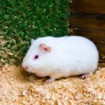 Flystrike Alert: Protecting rabbits & guinea pigs in Lanarkshire