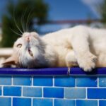 Glasgow cats know what they want from a pet sitter