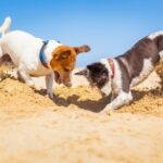 Six dog-friendly UK staycation hot spots – from Avenues Vets