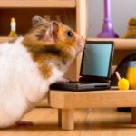 Going on holiday? Here’s your small pet prep guide from Avenues Vets!