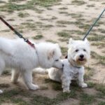 Nicola’s Socialisation Refresher Tips for Grown-Up Dogs