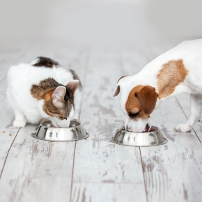 Which Pet Food to Buy? Get our Guide to Life Stage Diets