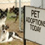 Vets in Glasgow Share Pet Adoption Tips