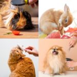 Avenues Vets Shares Summer Pet Grooming Tips