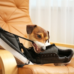 Vet Nicola Armstrong Has Helpful Advice for Dog Separation Anxiety