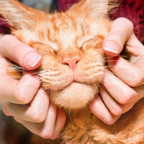 Curious About Cats: A Guide to Cat Happiness