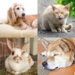 Pain Awareness: How to Spot Pain in Your Dog, Cat or Rabbit