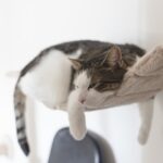 Why Use Cat Calming Aids from Avenues Vets in Autumn