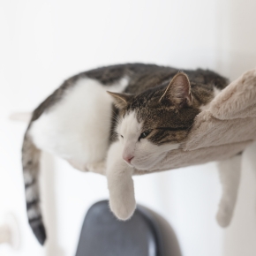 Why Use Cat Calming Aids from Avenues Vets in Autumn