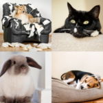 Vets in Glasgow Share Pet Boredom Quiz