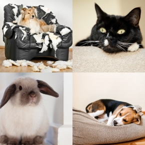 Vets in Glasgow Share Pet Boredom Quiz