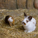 Avenues Vets on Preventing GI Issues in Rabbits and Guinea Pigs