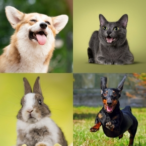 Vet Nicola Armstrong Shares 10 Tips for a Healthy and Happy Pet