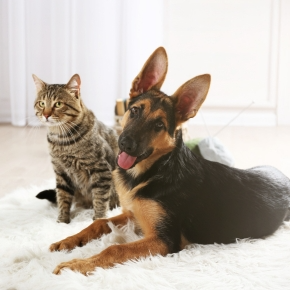 Pet Heart Health: Read Nicola’s Guide on DCM