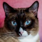 Vets in Glasgow Share Rescue Cats Adoption Tips
