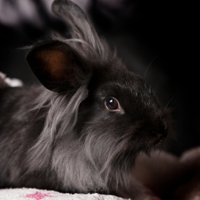 E. cuniculi and Your Rabbit’s Health: Essential Advice from Vets in Glasgow