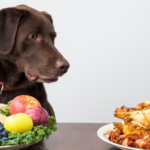 Vet Darren Partridge Explains If Cats and Dogs Are Built for Veganuary