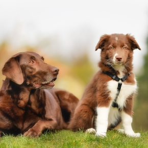 Socialisation Tips for Puppies and Adult Dogs from Glasgow Vets
