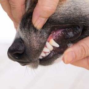 Vet Nicola Armstrong Shares Vital Dental Tips for Dogs