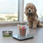 The Avenues Vets’ Nurses explain Why Pets’ Weight Matters